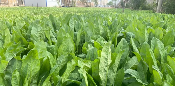 植物蛋白作物种植试验区